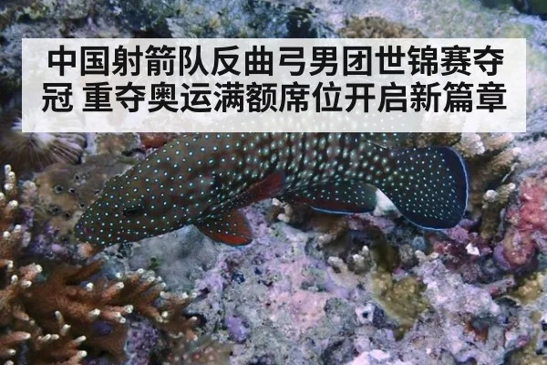 中国射箭队反曲弓男团世锦赛夺冠 重夺奥运满额席位开启新篇章